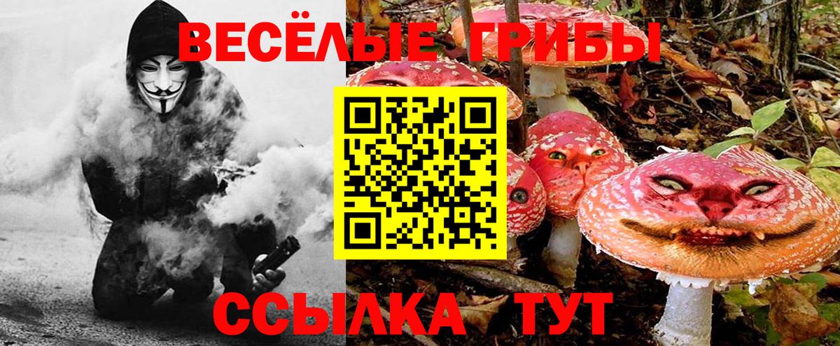 Псилоцибиновые грибы Psilocybe  Вход с VPN  Камышлов 