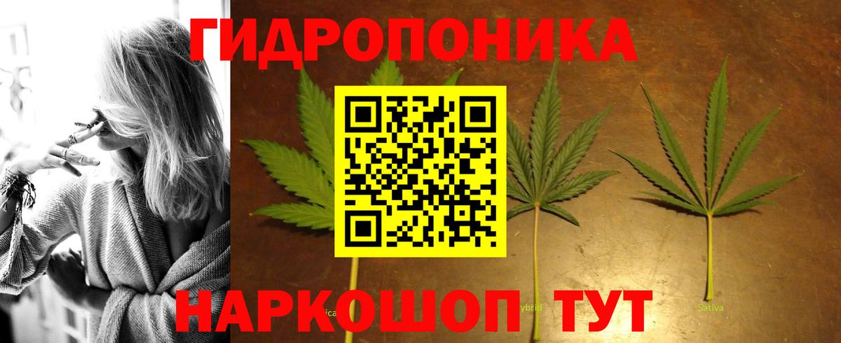 Конопля сатива Камышлов